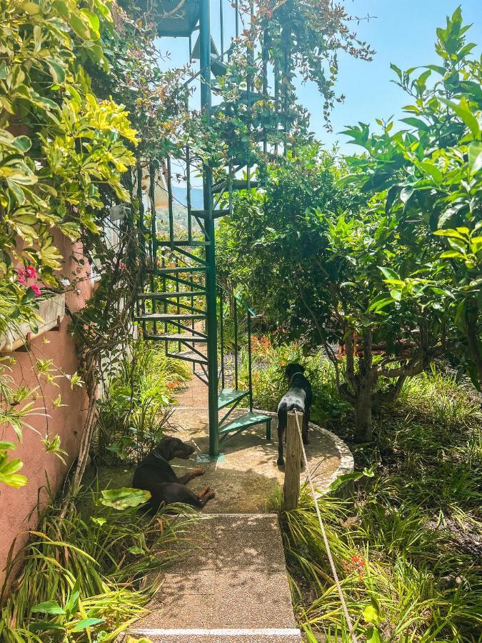 Canarian Cottage With Terrace Surrounded By Garden - Alisios La Orotava Eksteriør billede